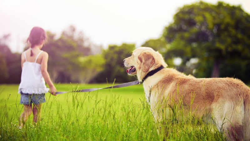 dog-friendly-park-lake-macquarie-dogs