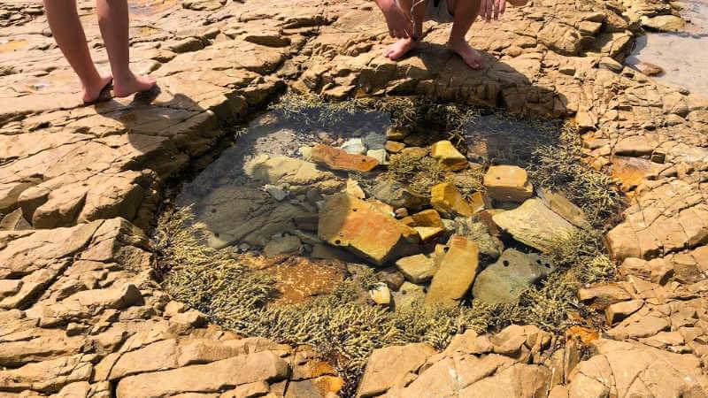rock-pools-at-swansea-heads-exploring
