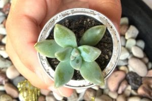 fun-succulent-planters-main