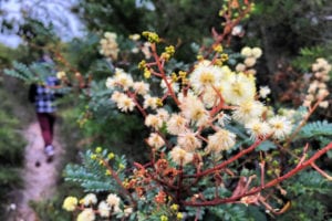 awabakal-nature-reserve-main