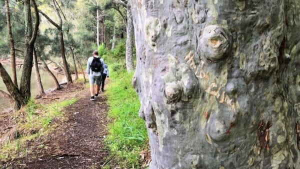 Awaba Bay Foreshore Walk | wildlife | Lake Mac Family Life