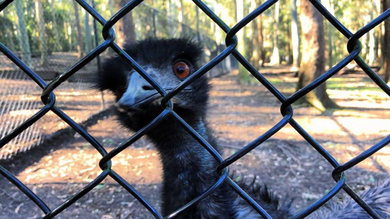 Blackbutt-reserve-gallery3