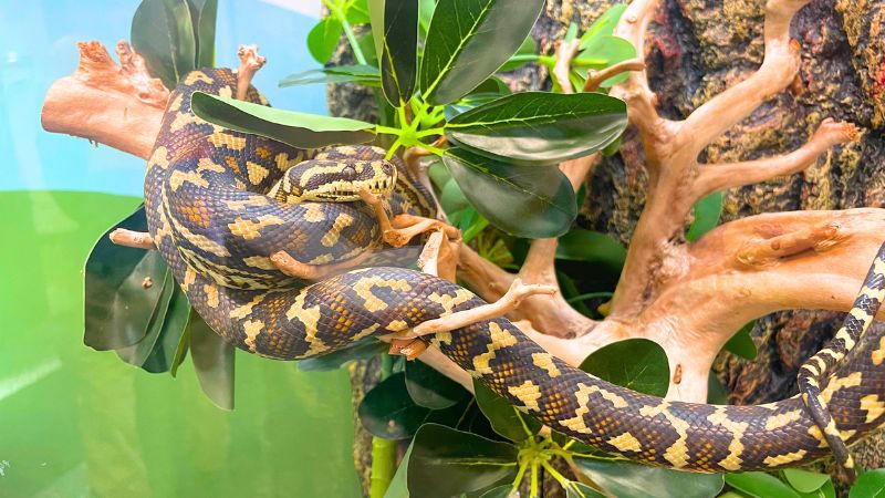 Hunter-Wetlands-Centre7