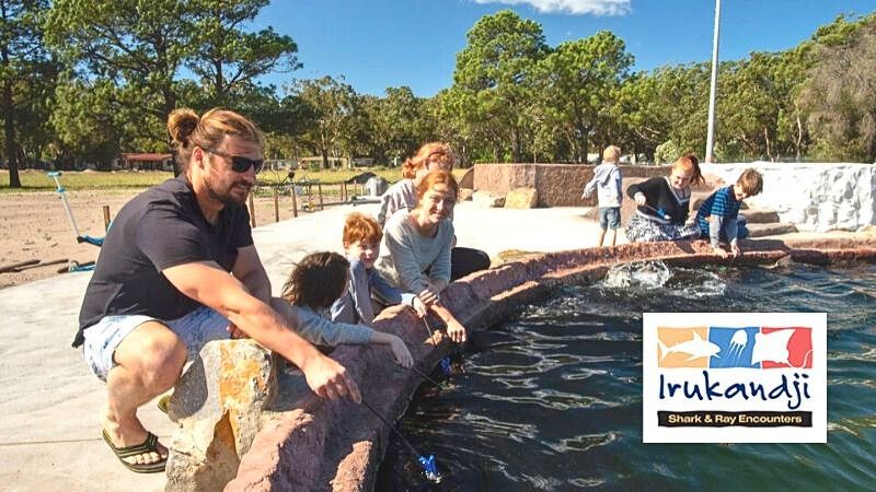 Irukandji-Shark-Ray-Encounters9