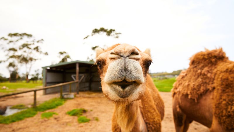 Oakvale-wildlife-park-9