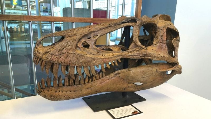 SEEN-@-Swansea-tyrannosaurs-exhibition-gallery2