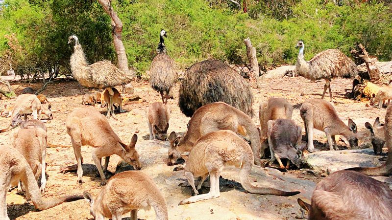 Walkabout-wildlife-park13