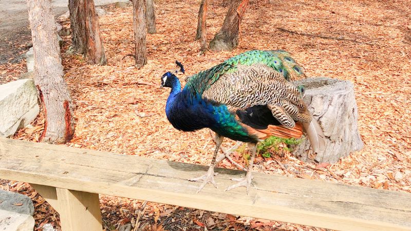 Walkabout-wildlife-park14