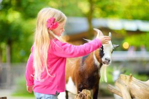 animal-encounters-near-lake-macquarie-goat-main