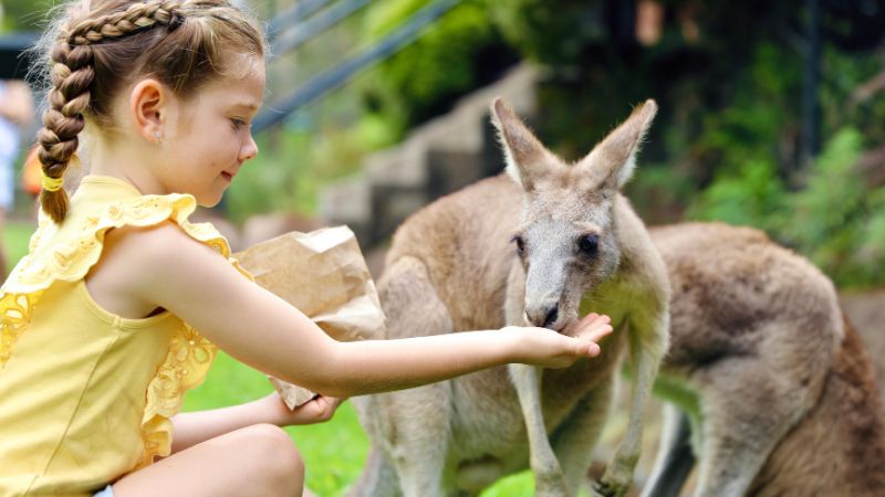 australian-reptile-park-gallery2