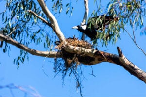magpie-swooping-birds-main