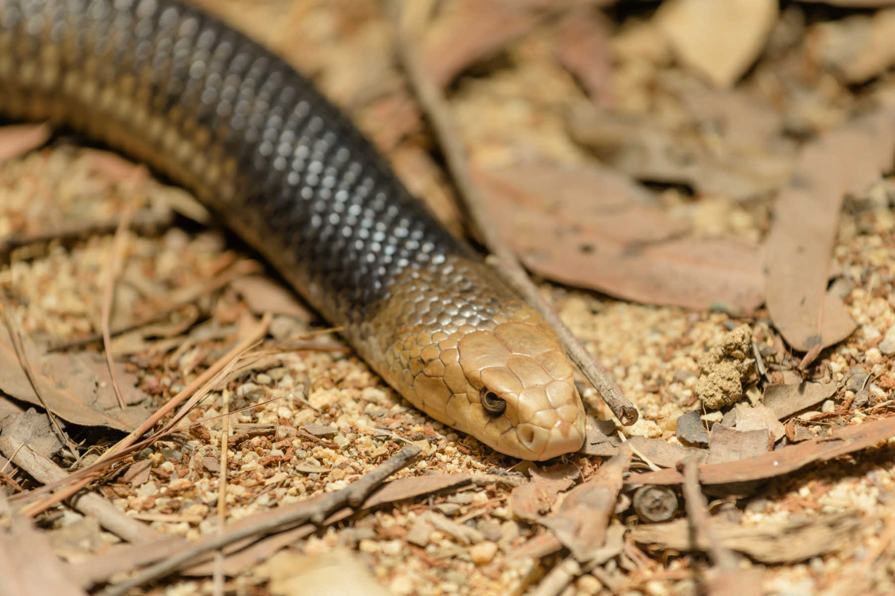 common-snakes-in-lake-macquarie