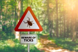 ticks-season-Lake-Macquarie-main