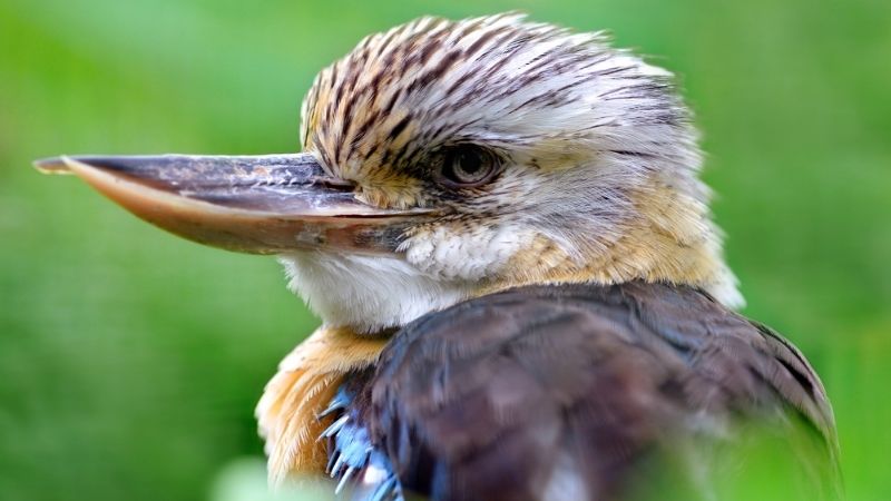 Have you found an injured animal? | injured bird | Lake Mac Family Life