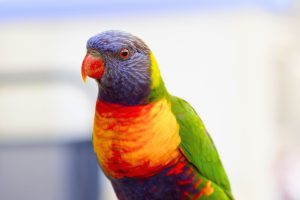 injured-bird-lake-macquarie-main