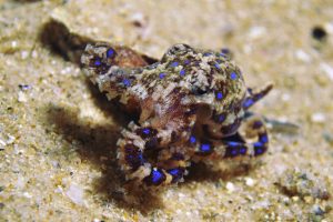 blue-ringed-octopus-in-lake-macquarie-main