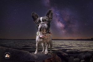 heart-dogs-photography-by-kelly-munce-gallery2
