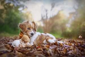 heart-dogs-photography-by-kelly-munce-gallery4
