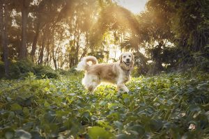 heart-dogs-photography-by-kelly-munce-gallery5