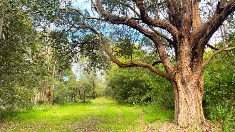 Blue-Gum-Hills-Regional-Park-gallery8