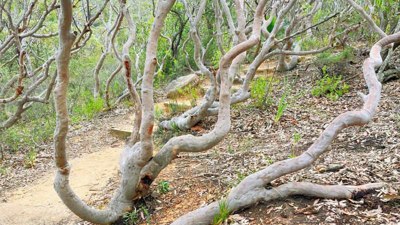 Bouddi-National-Park-walks-gallery8