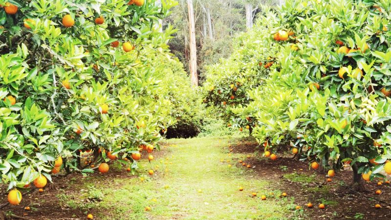 orange-picking-central-coast-gallery1