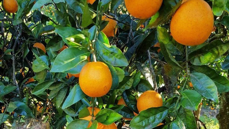 orange-picking-central-coast-gallery2