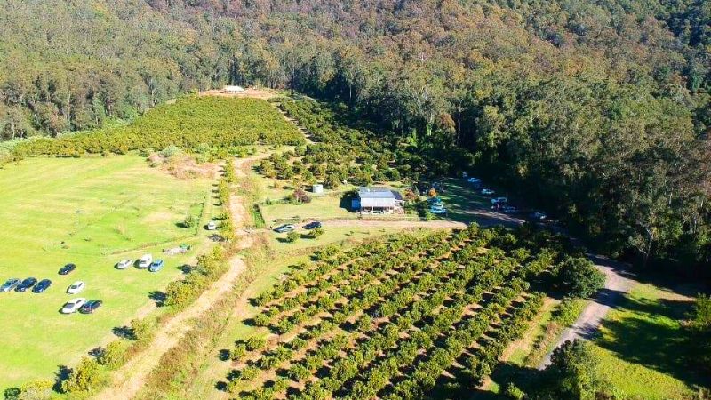 orange-picking-central-coast-gallery3