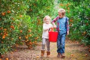 orange-picking-central-coast-main