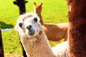 alpaca-farm-visit-iris-farm-lodge-main