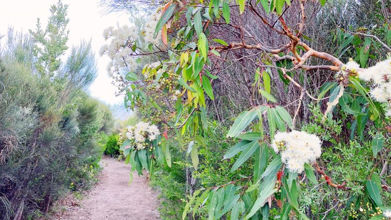 tomaree-coastal-walk-nelson-bay-gallery4