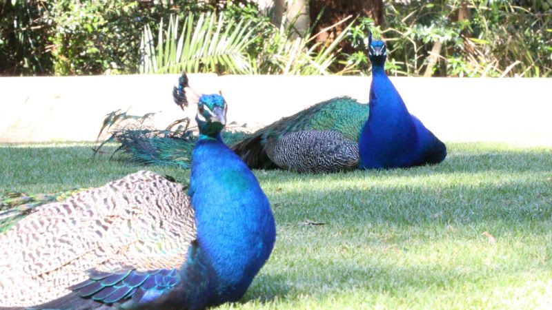 blackbutt-reserve-gallery3