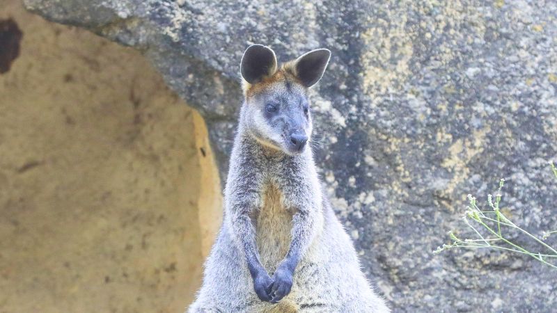 blackbutt-reserve-gallery5