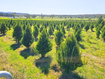 Christmas-Trees-Direct-FREE-DELIVERY-lake-macquarie