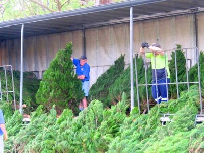 Kiwanis-International–Charity-Christmas-Trees-lake-macquarie