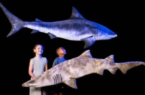 performing-arts-culture-cessnock-gallery6