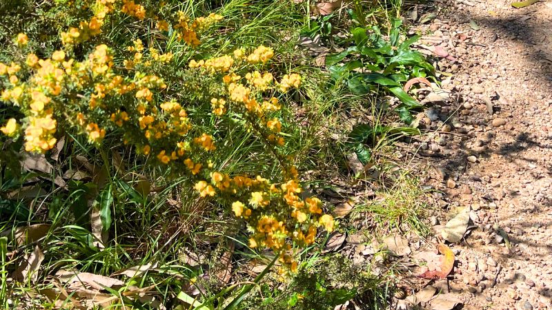 Leggy-point-loop-walk-gallery2