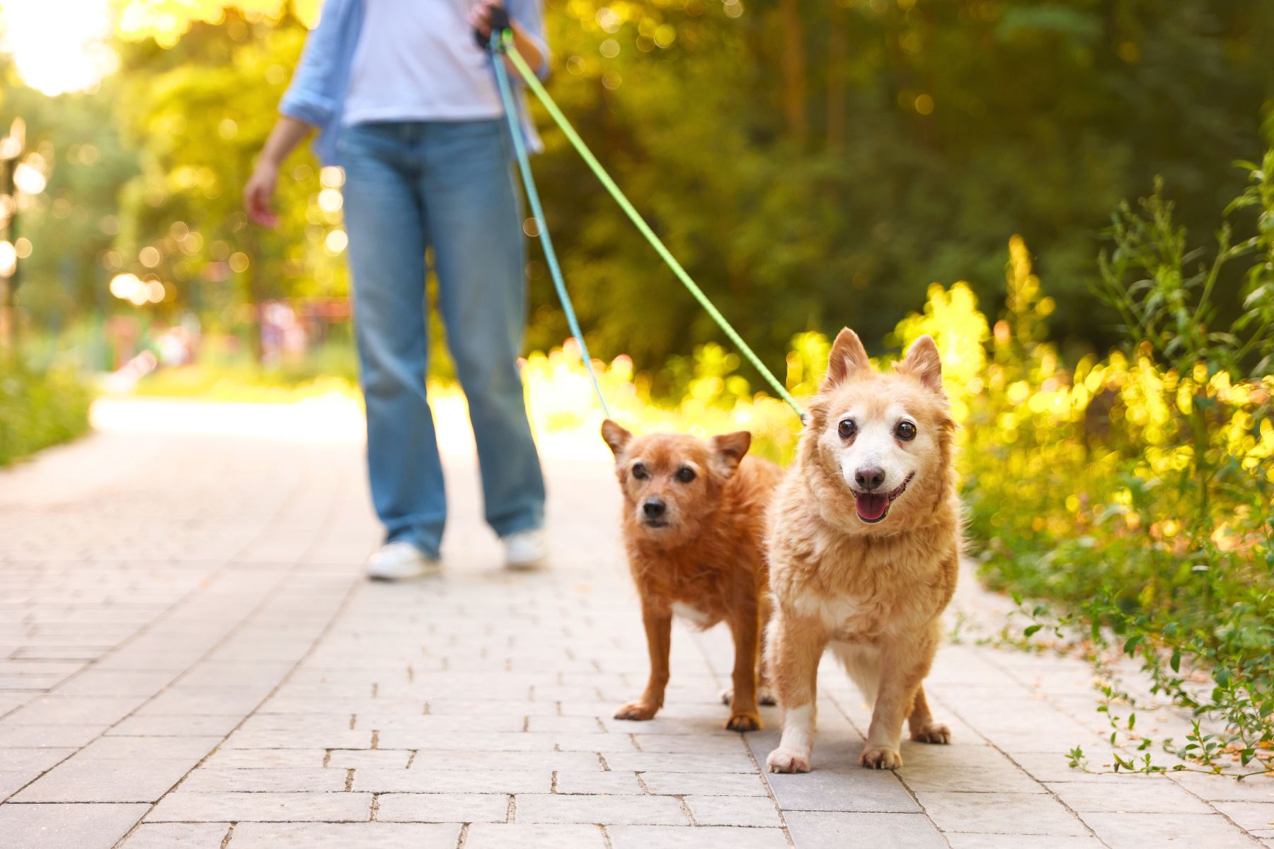 best-dog-friendly-walks-lake-macquarie-main