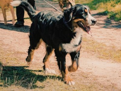 dog-friendly-Kilaben-bay-walking-with-dogs-gallery3