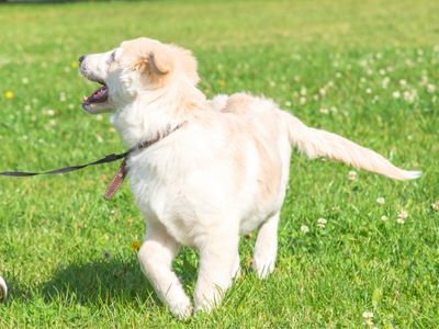 dog-friendly-munibung-hill-gallery20