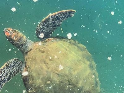 dog-friendly-myuna-bay-turtles-gallery27