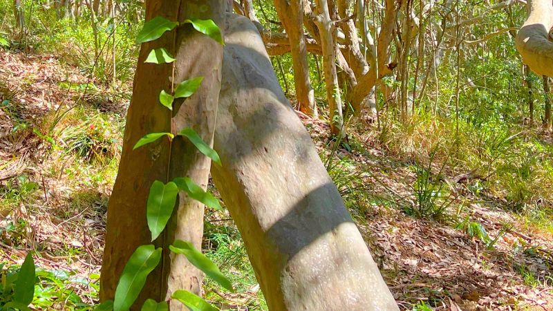 glenrock-walk-gallery4