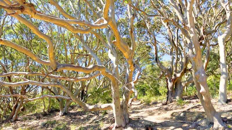 glenrock-walking-track-gallery3