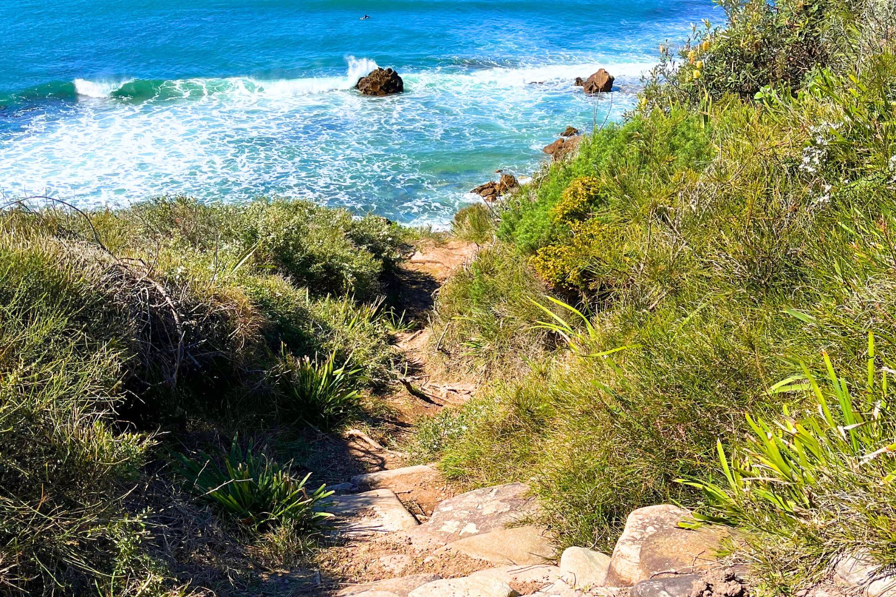 leggy-point-loop-walking-track-main