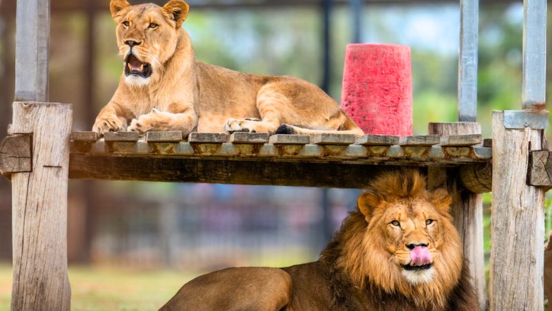 hunter-valley-animals-gallery5