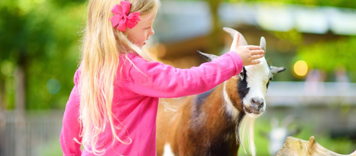 animal-encounters-near-lake-macquarie-goat-main