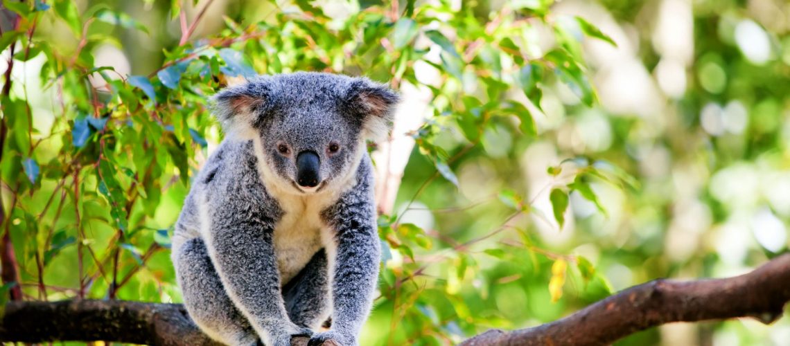 aussie-animals-koala