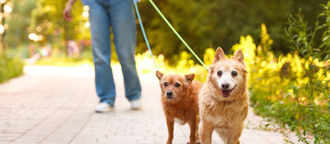 best-dog-friendly-walks-lake-macquarie-main