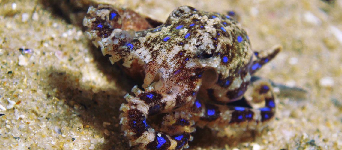 blue-ringed-octopus-in-lake-macquarie-main