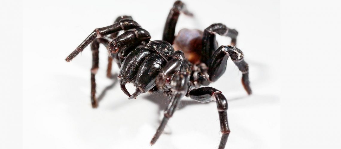 funnel-web-spiders-Lake-Macquarie-main